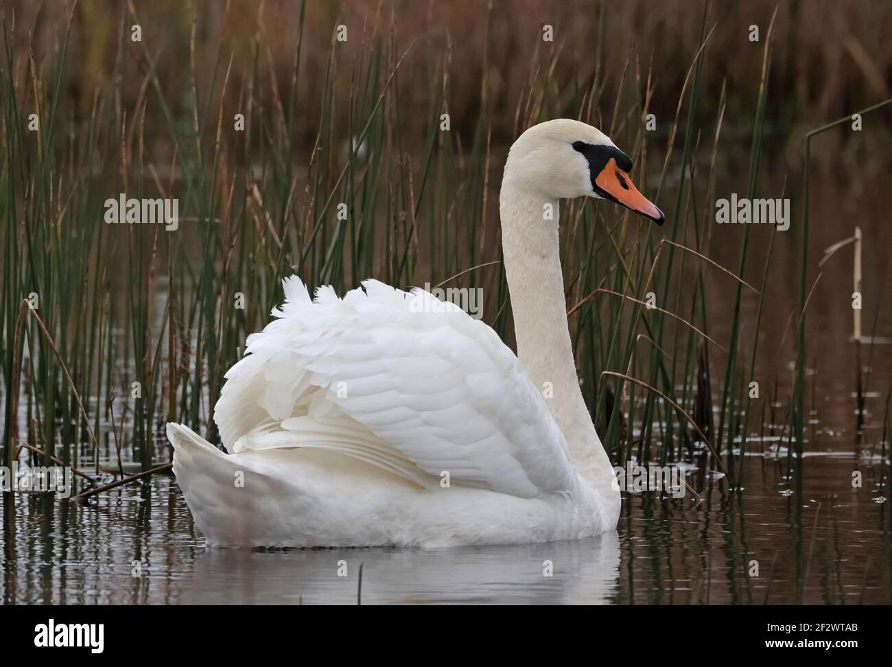 Mute Swan (Cygnus olor) adulte nageant sur l'étang Eccles-on-Sea, Norfolk, Royaume-Uni Décembre Banque D'Images