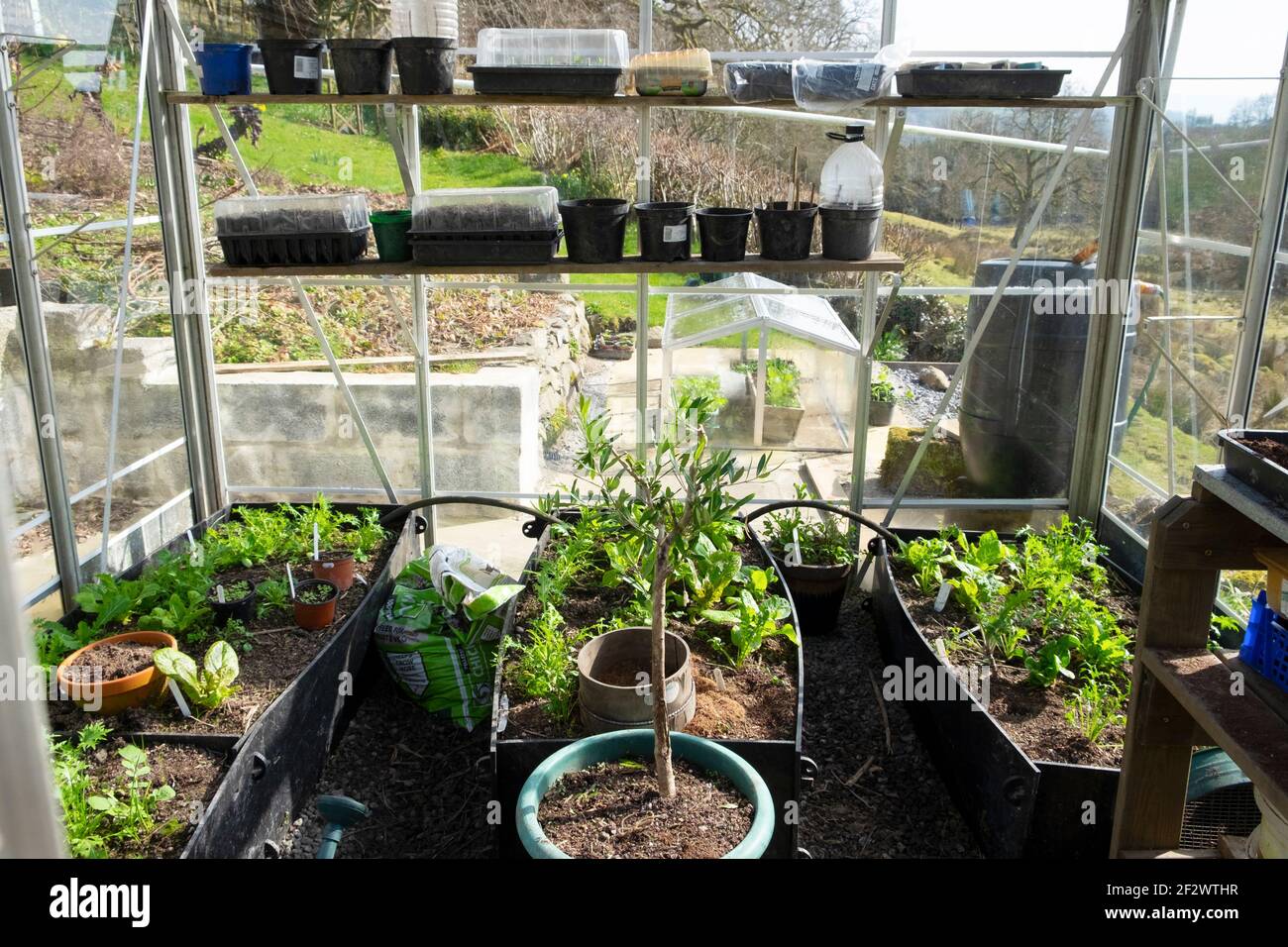 Olivier, plantes et pots poussant à l'intérieur de la serre et cloche de verre à l'extérieur au début du printemps mars 2021 pays de Galles Royaume-Uni Grande-Bretagne KATHY DEWITT Banque D'Images