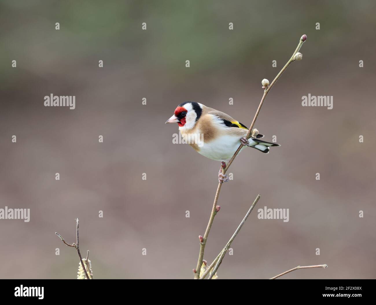 Européen Goldfinch, Carduelis carduelis, perché sur une branche en hiver. Pays de Galles 2021 Banque D'Images