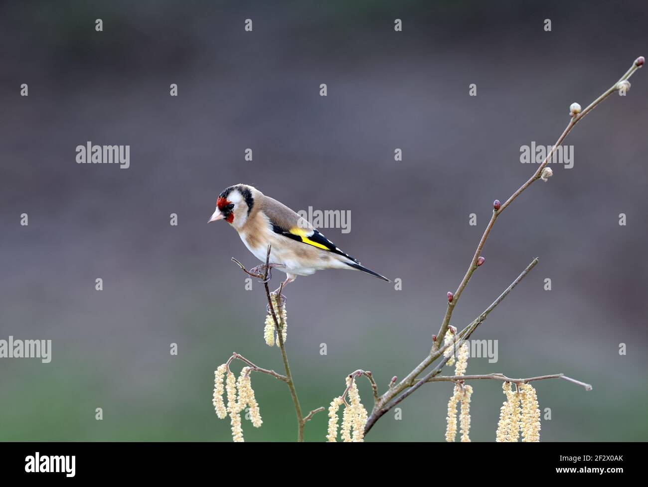 Européen Goldfinch, Carduelis carduelis, perché sur une branche en hiver. Pays de Galles 2021 Banque D'Images
