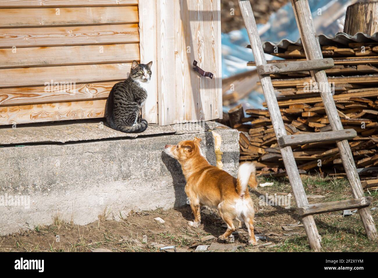 Une belle photo d'un chat et d'un chien moelleux jouant par temps ensoleillé Banque D'Images
