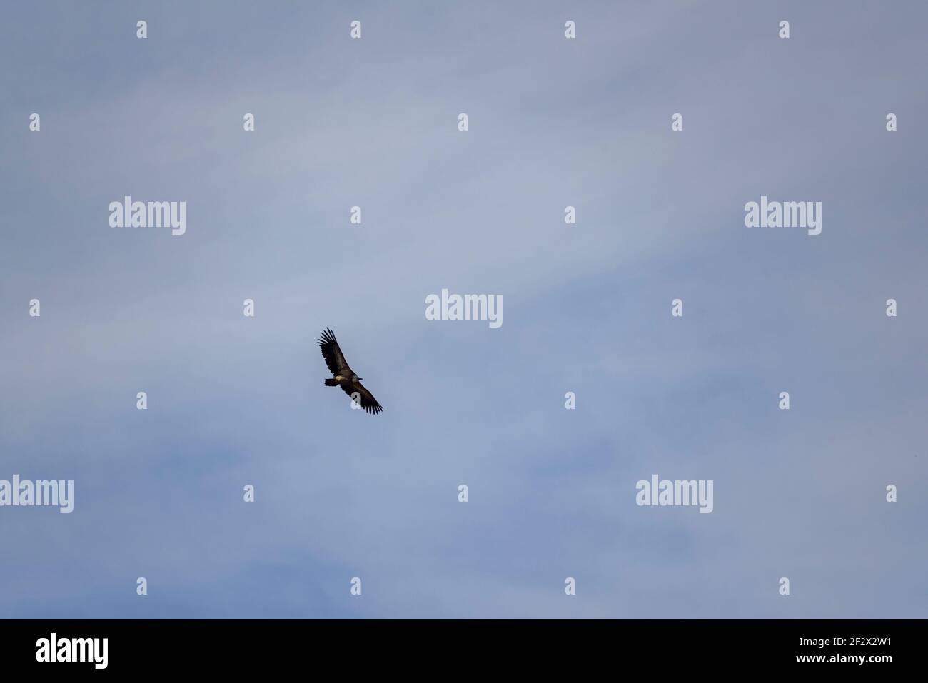 Vol de vautours dans les Pyrénées (Puigsacalm, Pyrénées, Catalogne, Espagne) ESP: Buître leonado volando por encima del Puigscalm (Garrotxa, Cataluña, España) Banque D'Images