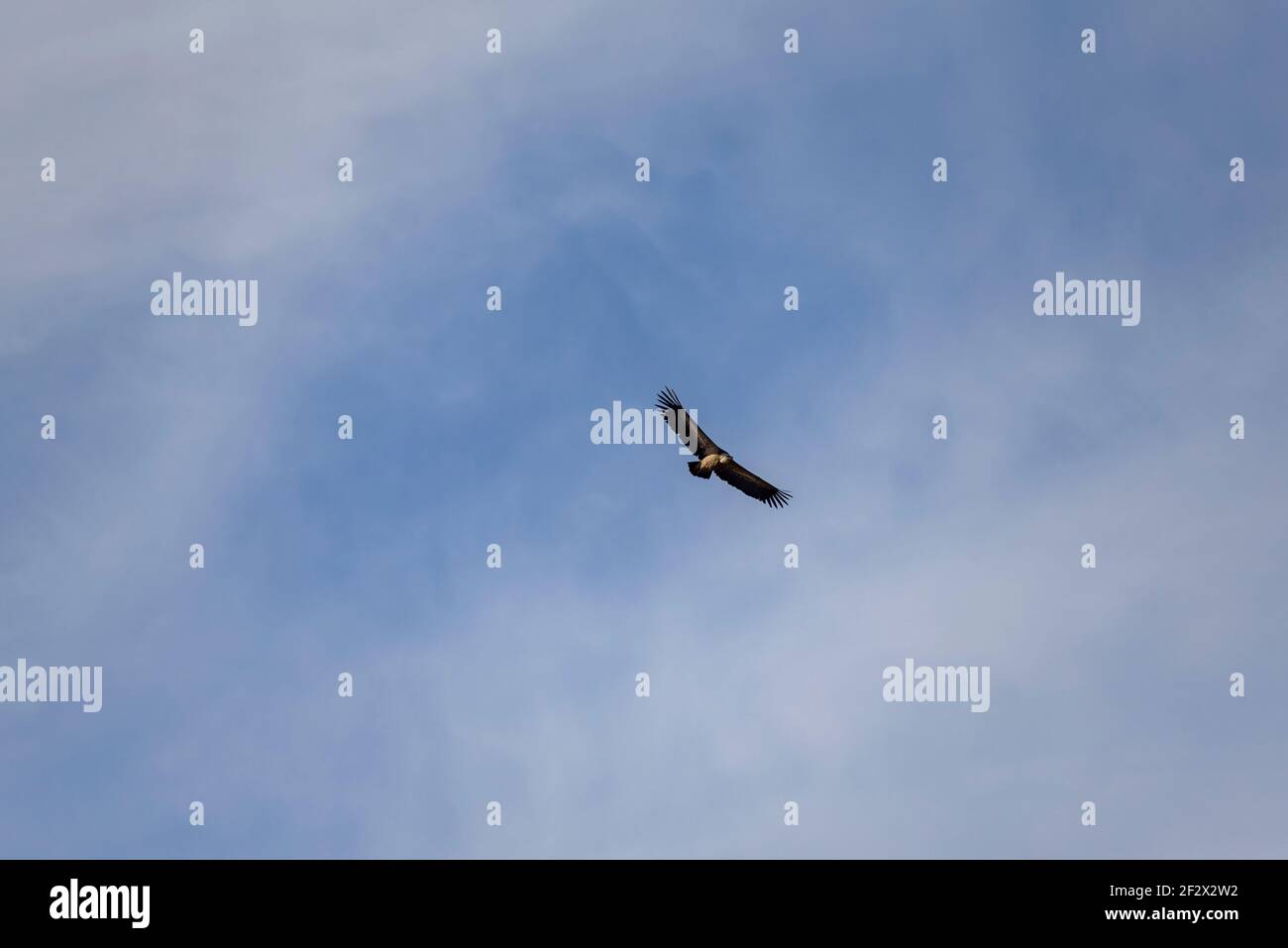 Vol de vautours dans les Pyrénées (Puigsacalm, Pyrénées, Catalogne, Espagne) ESP: Buître leonado volando por encima del Puigscalm (Garrotxa, Cataluña, España) Banque D'Images