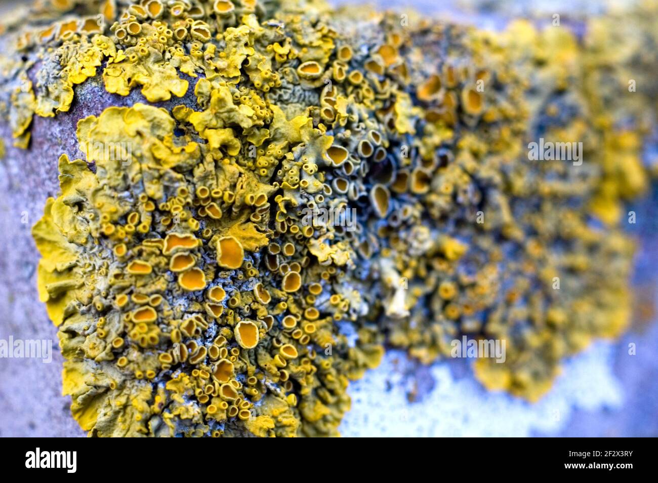 lichen poussant sur un poste de clôture de ville Banque D'Images