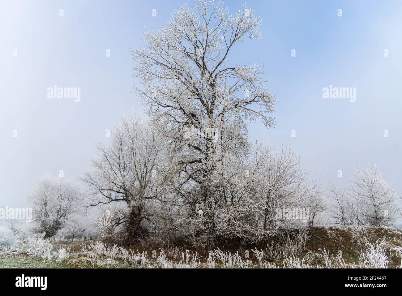 Paysage d'hiver avec une rime étonnante sur l'arbre Banque D'Images