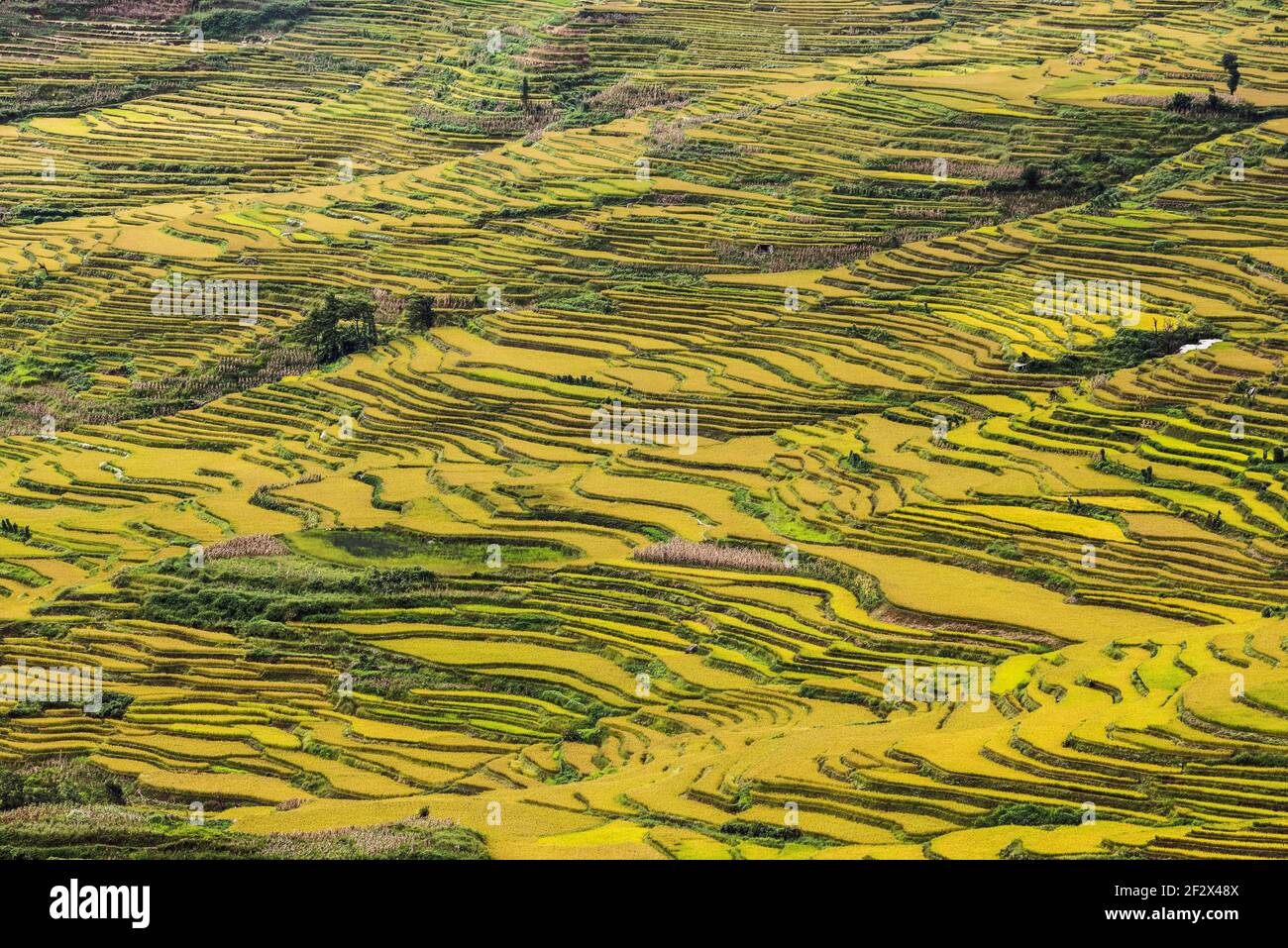 Vue aérienne de la scène des champs de riz à Yuanyang Terrasse panoramique Banque D'Images