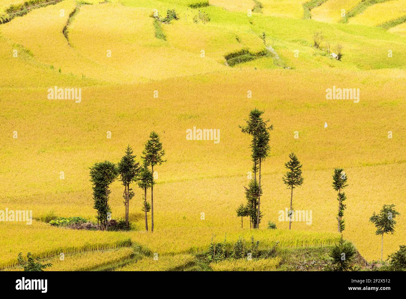 Vue aérienne de la scène des champs de riz à Yuanyang Terrasse panoramique Banque D'Images