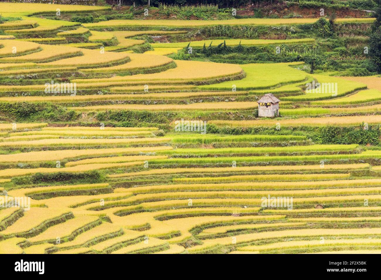 Vue aérienne de la scène des champs de riz à Yuanyang Terrasse panoramique Banque D'Images