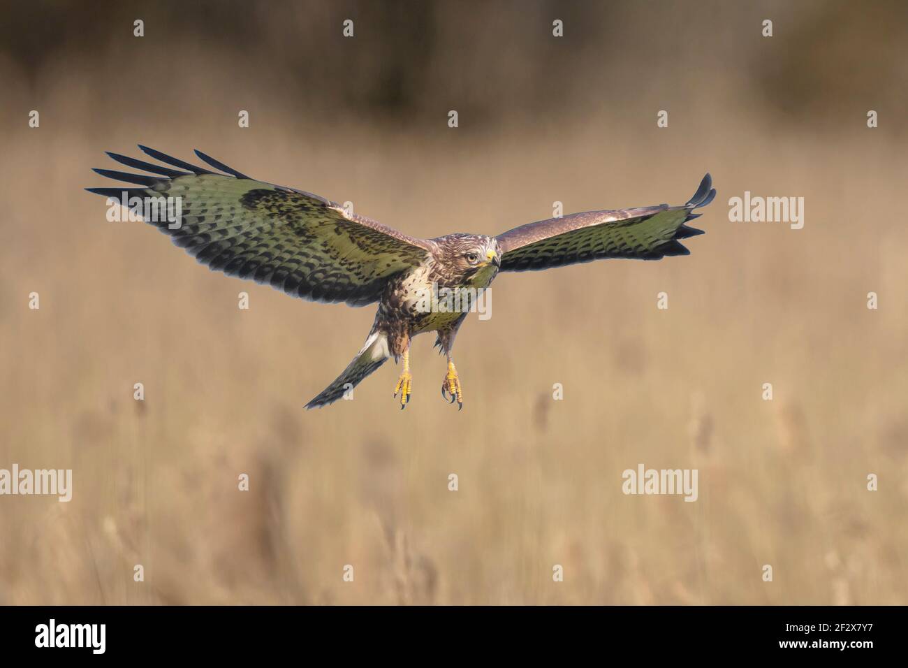 Buse variable, Buteo buteo, en vol, planant dans le ciel à la recherche d'une proie. Banque D'Images