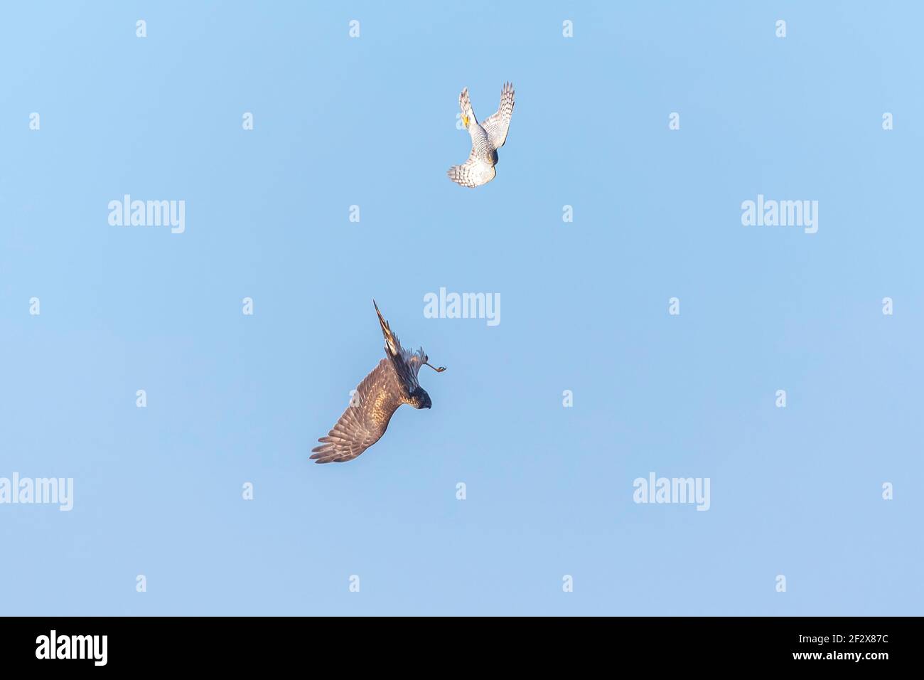 Une femelle Hen harrier, Circus cyaneus, ou un harrier du nord luttant avec un Sparrowhawk, Accipiter nisus Banque D'Images