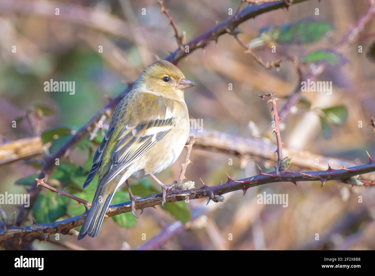 Libre d'une femme, Fringilla coelebs chaffinch, perché dans un arbre Banque D'Images