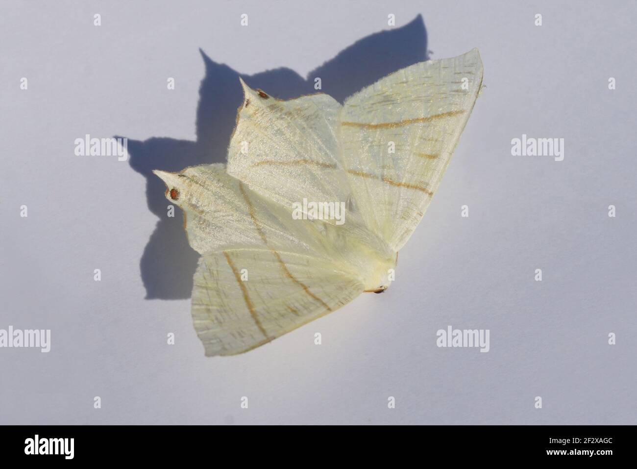 Ourapteryx sambucaria (papillon à queue hirondelle) est un papillon de la famille des géomètres (Geometridae). Isolé sur un fond blanc. Pays-Bas, été, Banque D'Images