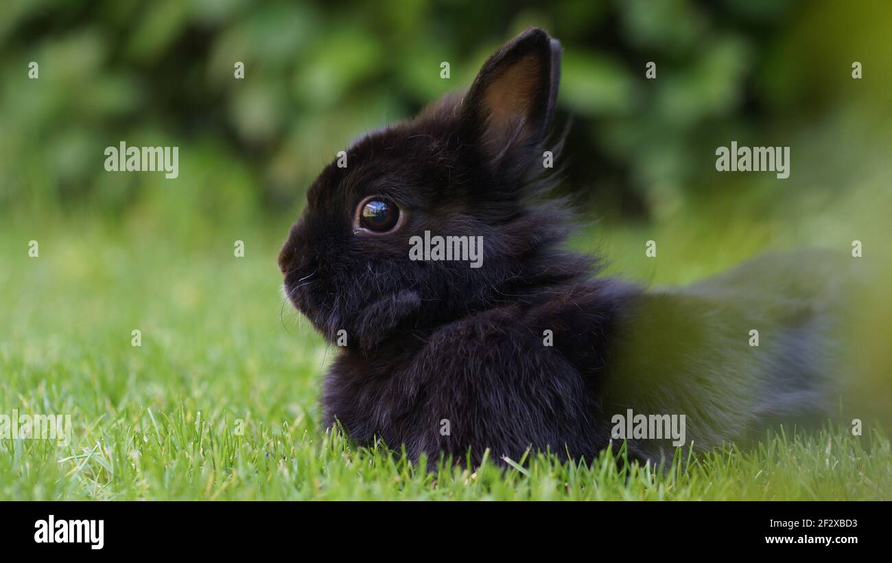 portrait de joli lapin noir nain allongé dans l'herbe Banque D'Images