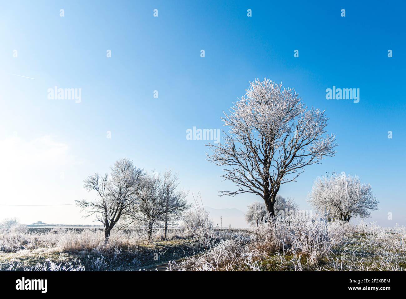 Paysage d'hiver avec une rime étonnante sur l'arbre Banque D'Images