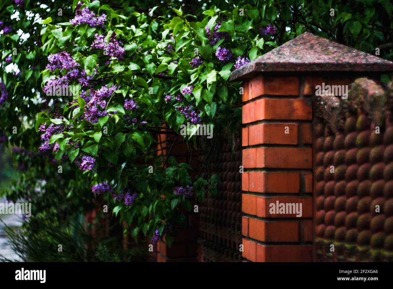 Une brousse de lilas pourpres pousse à une clôture orange faite de briques et d'une visière en granit. Moule sur la clôture. La nature est étroitement liée à la construction de Banque D'Images