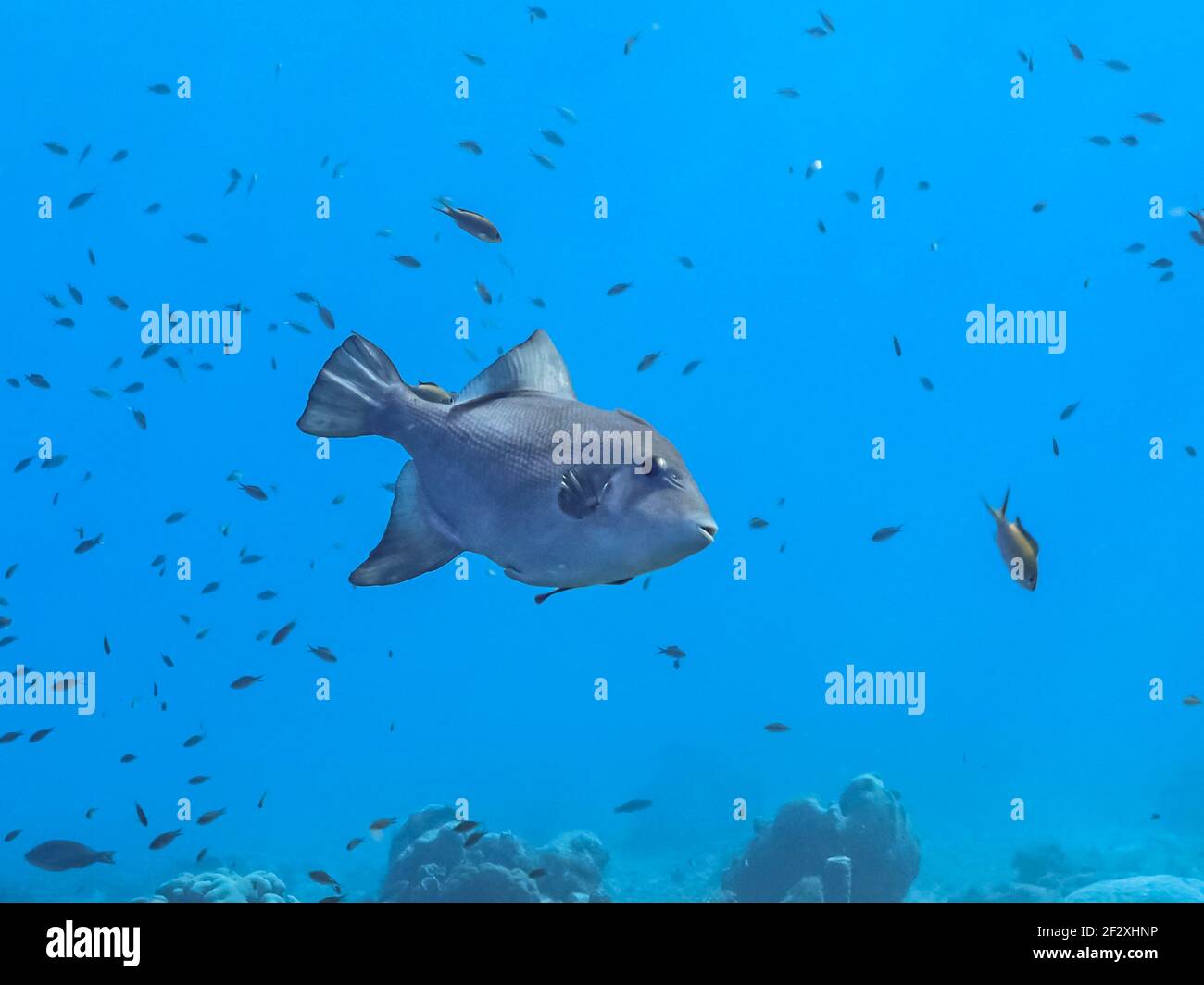 Océan Triggerfish dans le récif de corail de la mer des Caraïbes, Curaçao Banque D'Images