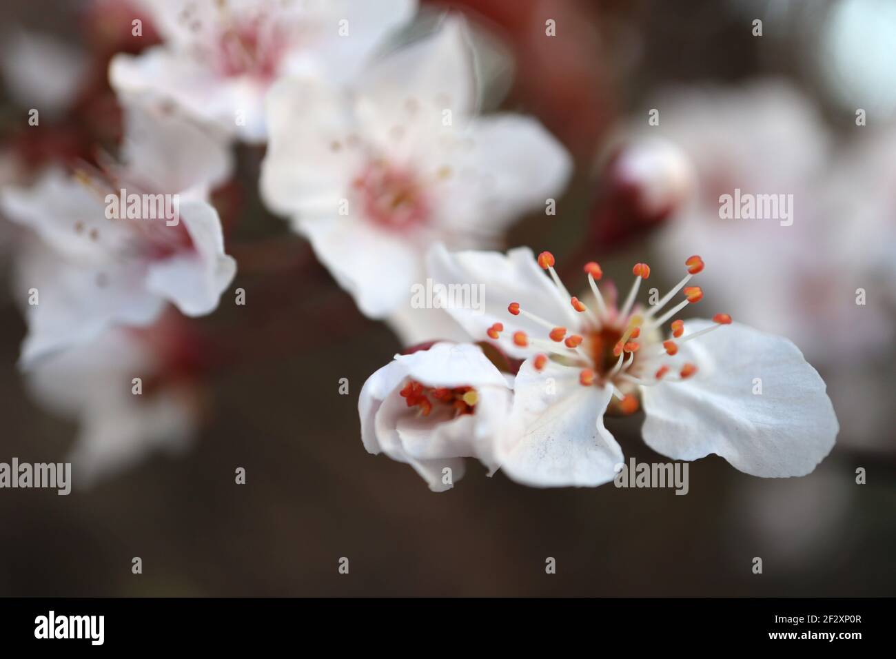 Prunus cerasifera – petite fleur blanche en forme de bol avec de nombreuses étamines, tiges rouges, feuilles brunes, mars, Angleterre, ROYAUME-UNI Banque D'Images