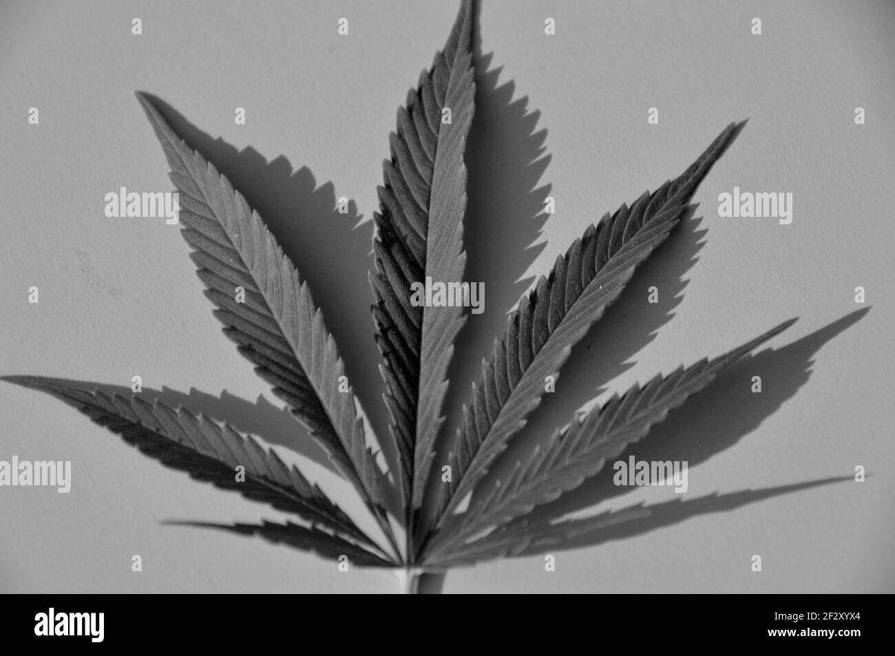 Marihuanna : feuille de chanvre Suisse Banque D'Images