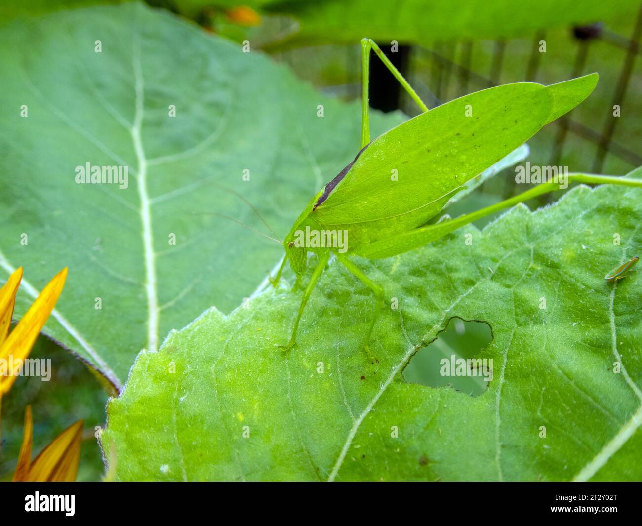 Cette macrophotographie montre le détail d'un katydid vert comme il semble être armoré et posturé pour la bataille comme il se tient à l'attention d'un g endommagé Banque D'Images