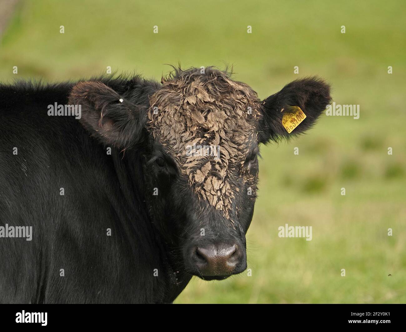 Tête et épaules d'une vache noire adolescente avec une oreille jaune numérotée et un visage recouvert de mattes dans le champ de Cumbria, Angleterre, Royaume-Uni Banque D'Images