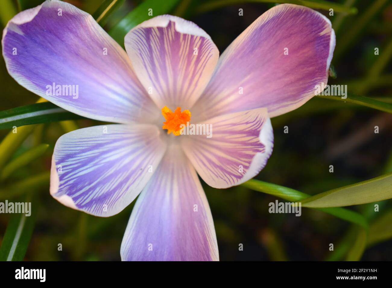 Un crocus hollandais a rayé blanc violet fleurs formant grand Bols et pétales avec des bords à franges claires il est plus résistant à être mangé par les écureuils Banque D'Images