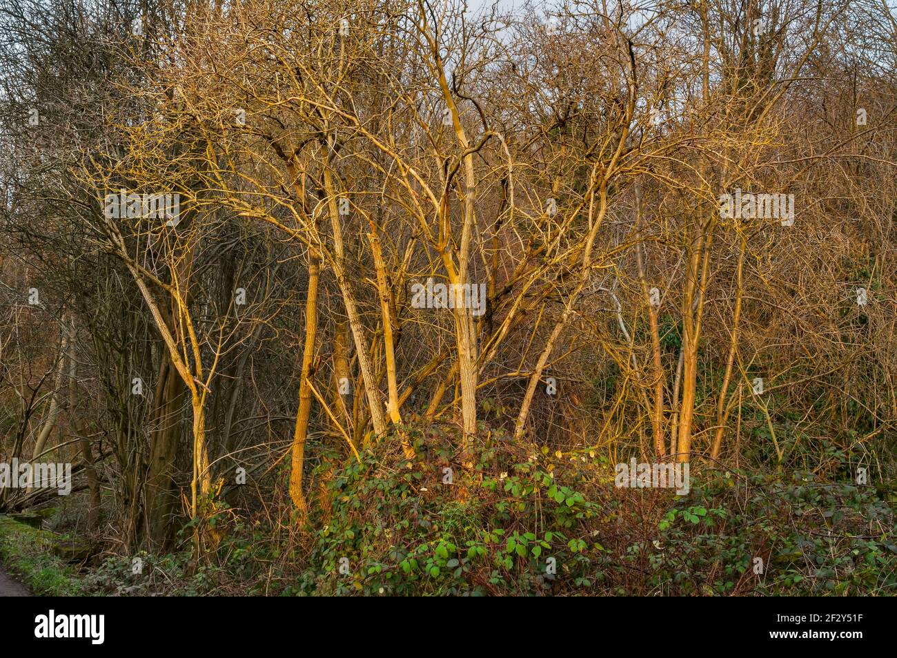 Groupe de jeunes arbres en plein soleil le soir à Carr Wood, dans la vallée de Gleadless, à Sheffield. Banque D'Images