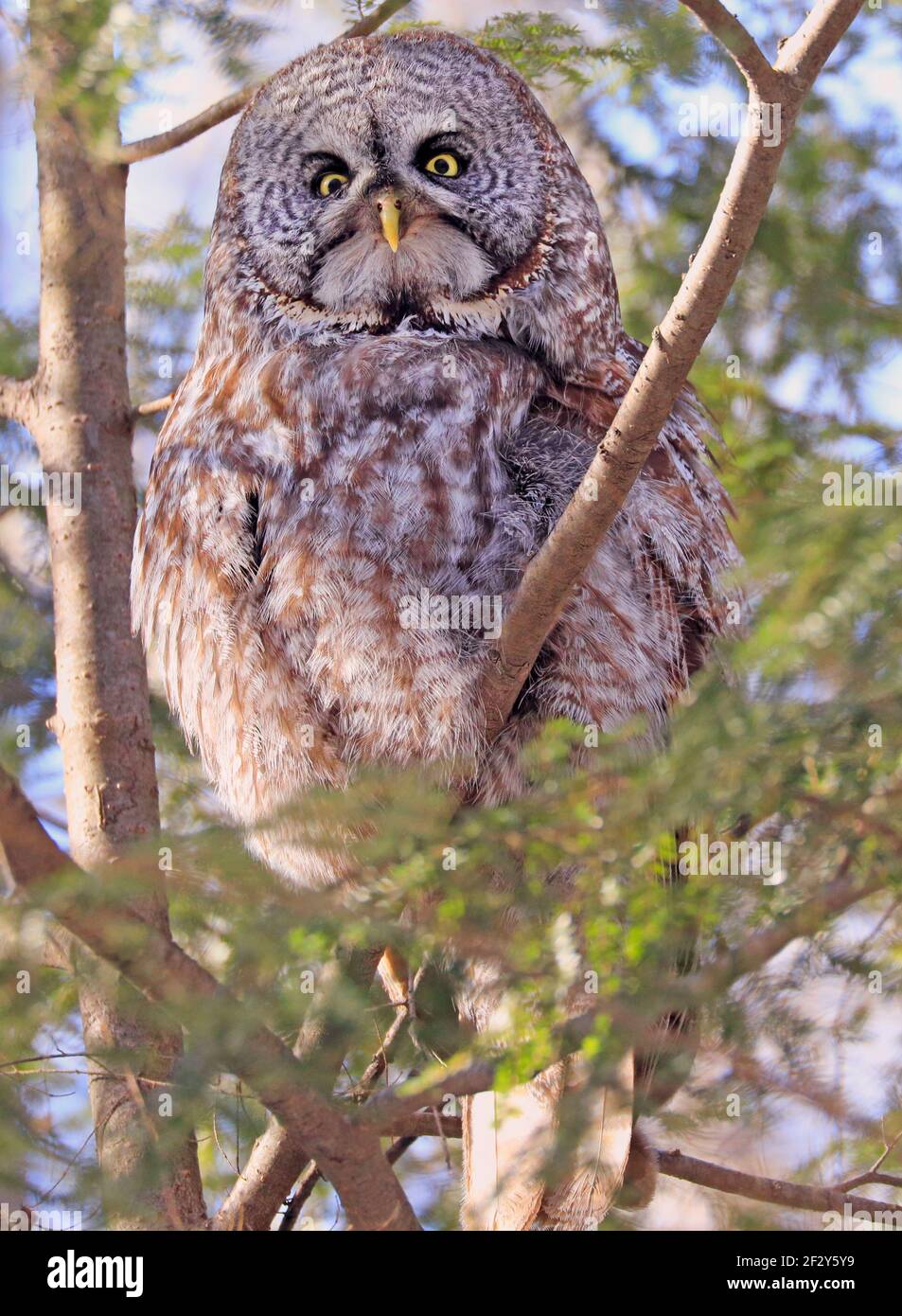 Grand hibou gris assis sur une branche de sapin dans la forêt, Québec, Canada Banque D'Images