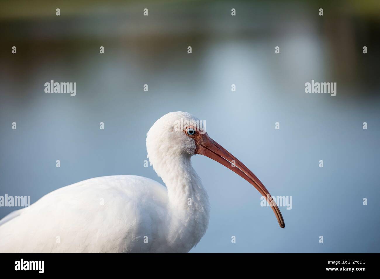 Portrait moyen du profil d'un Ibis blanc américain montrant la tête, le cou, le corps, la Floride, les Etats-Unis Banque D'Images
