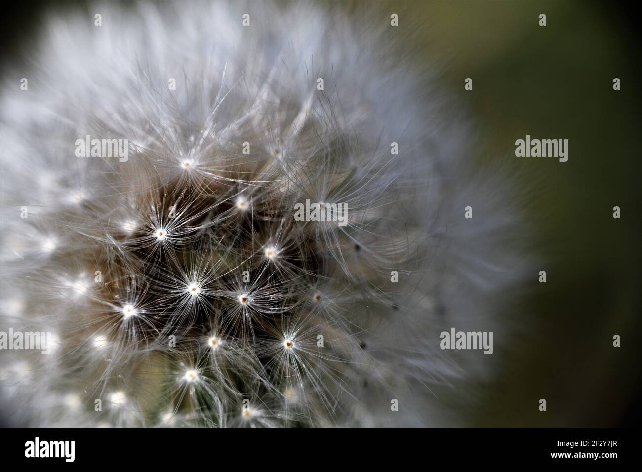 Le pissenlit est à la graine. Banque D'Images