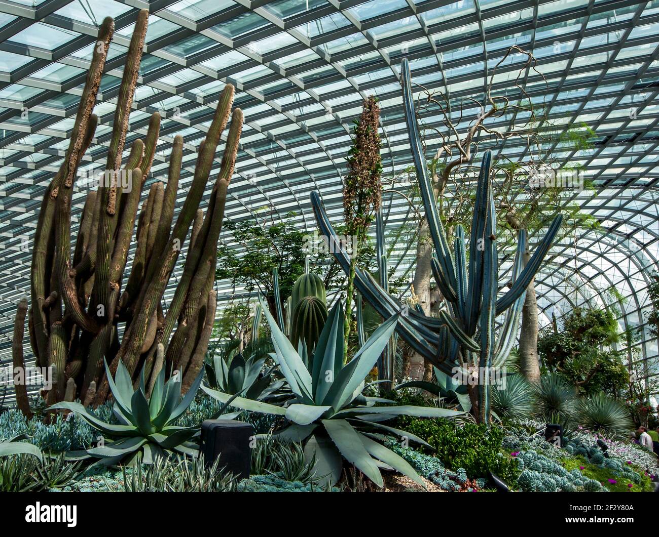 Une exposition de cactus et de succulents au Gardens by the Bay à Singapour. Gardens by the Bay est un parc naturel de plus de 100 hectares. Banque D'Images