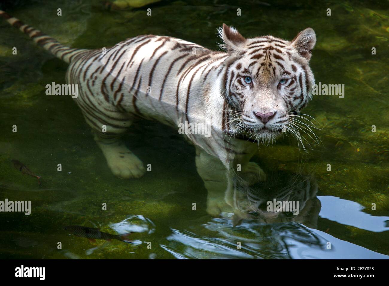 Un tigre blanc au zoo de Singapour nageant dans la lande entourant son enceinte. Ce tigre est particulièrement passionné de plongée dans la lande. Banque D'Images