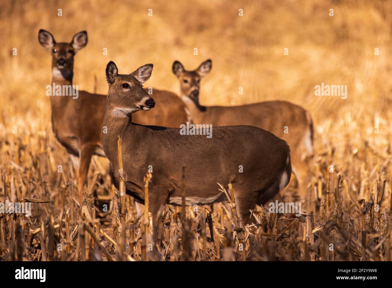 Trois cerfs se rasent les oreilles et se tiennent à l'affût lorsqu'ils entendent un son tout en se nourrissant dans le chaume d'un champ de maïs près de Hambourg, Illinois, États-Unis, le fév Banque D'Images