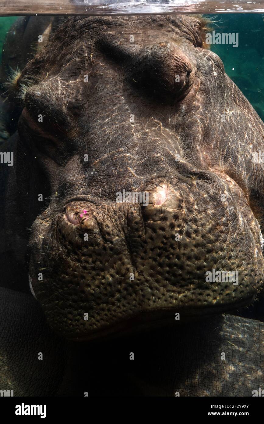 Les bulles montent du narine d'un hippopotame prenant une sieste sous l'eau le 9 mars 2021, au zoo de Saint Louis. Banque D'Images