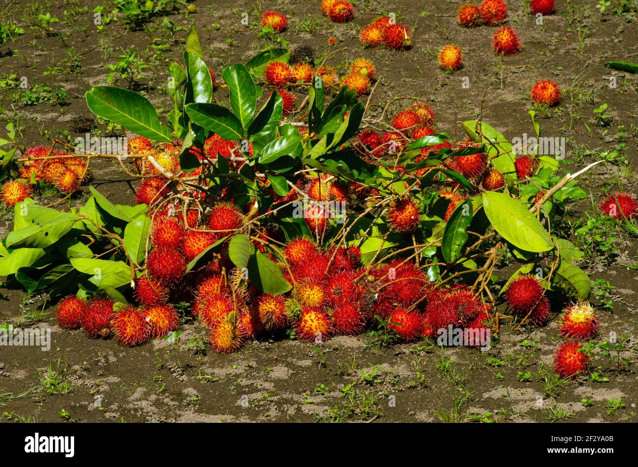 Fruits frais et doux au ramboutan avec feuilles vertes sur le masse Banque D'Images