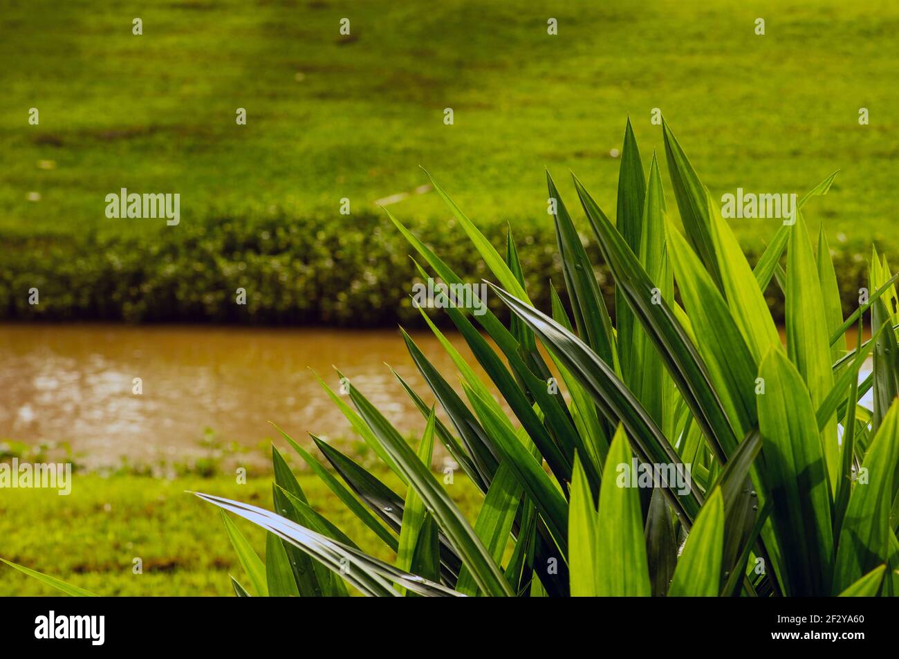 Le Pandanus (Pandanus amaryllifolius), ou pin à vis, également appelé daun pandan wangi en Indonésie, a des feuilles très aromatiques qui sont pri Banque D'Images
