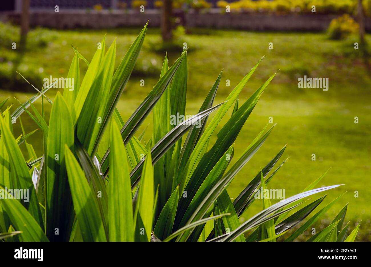 Le Pandanus (Pandanus amaryllifolius), ou pin à vis, également appelé daun pandan wangi en Indonésie, a des feuilles très aromatiques qui sont pri Banque D'Images