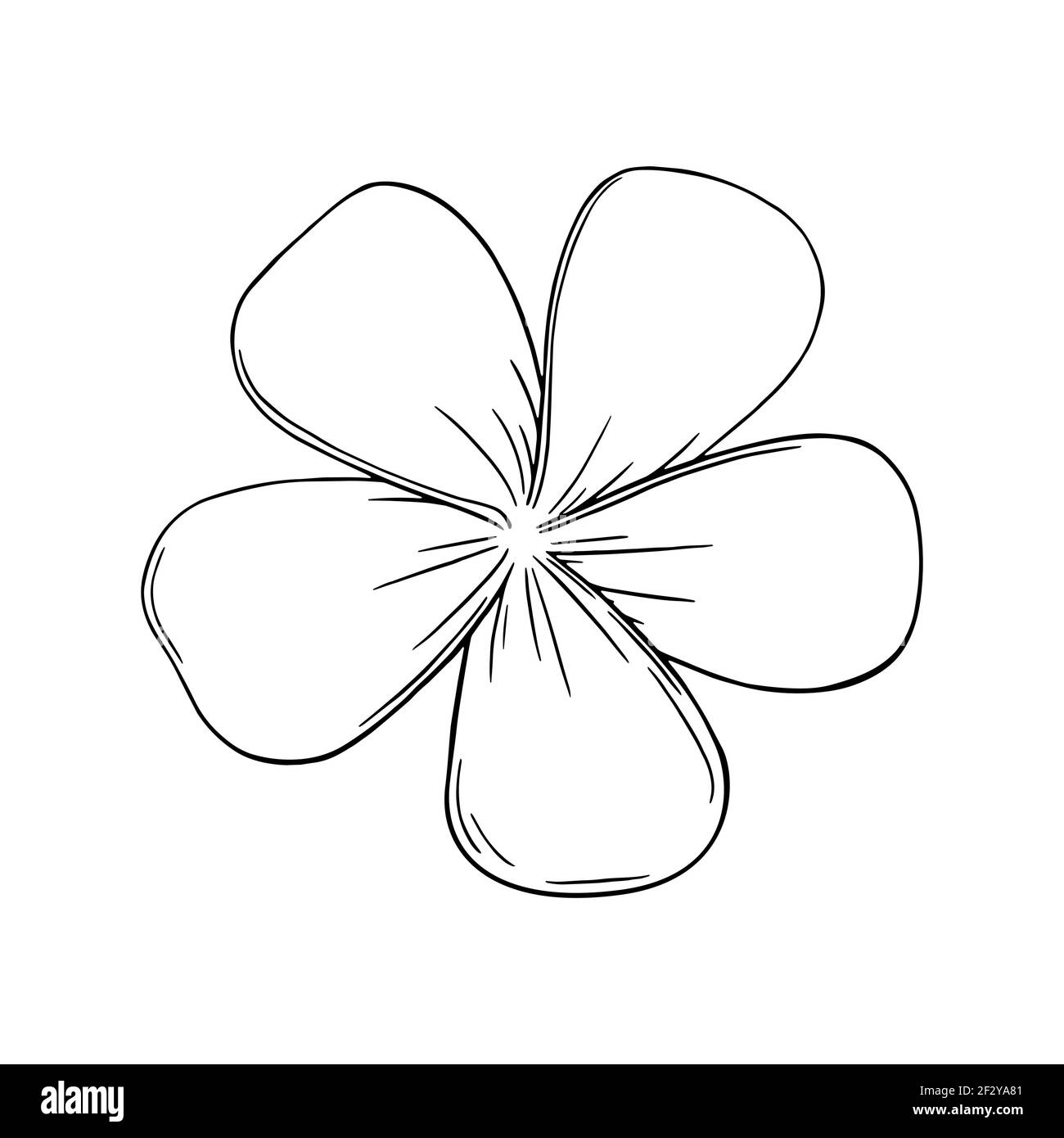 Frangipani ou plumeria fleurs exotiques d'été. Fleur de frangipani gravée isolée sur fond blanc. Illustration vectorielle Illustration de Vecteur