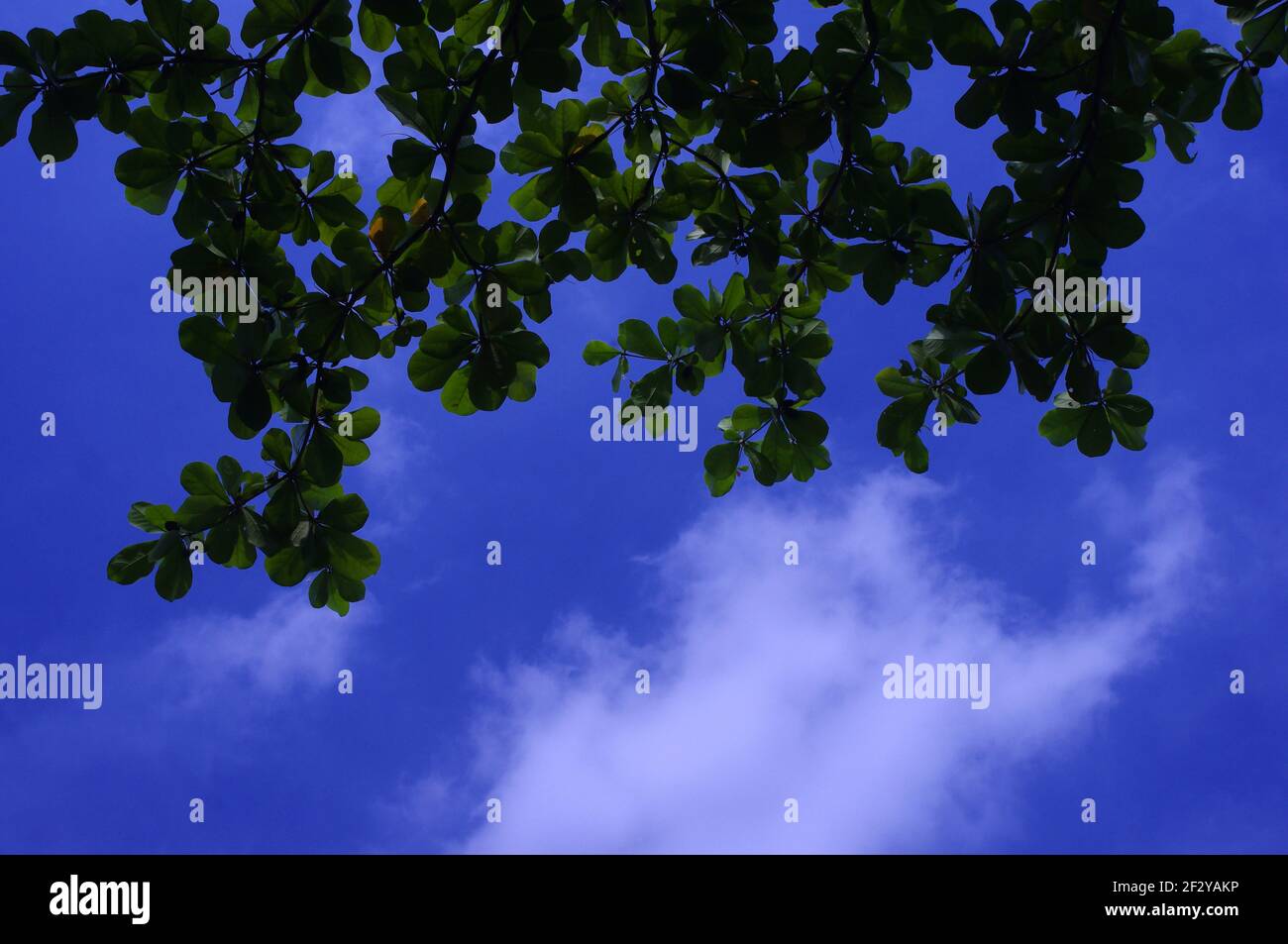 Terminalia catappa, amande tropicale ou feuilles d'amande indienne avec fond bleu ciel nuageux. Banque D'Images