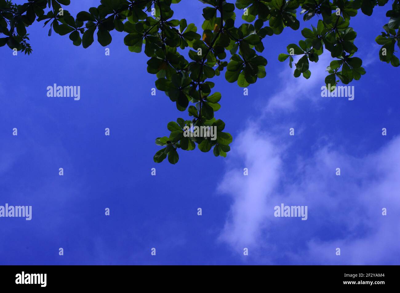 Terminalia catappa, amande tropicale ou feuilles d'amande indienne avec fond bleu ciel. Banque D'Images