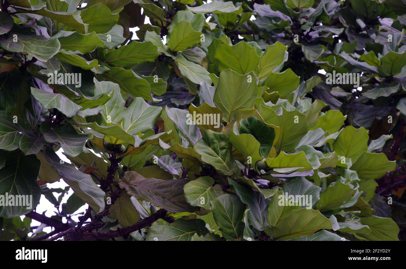 Terminalia catappa, amande tropicale ou feuilles d'amande indienne par temps ensoleillé. Banque D'Images