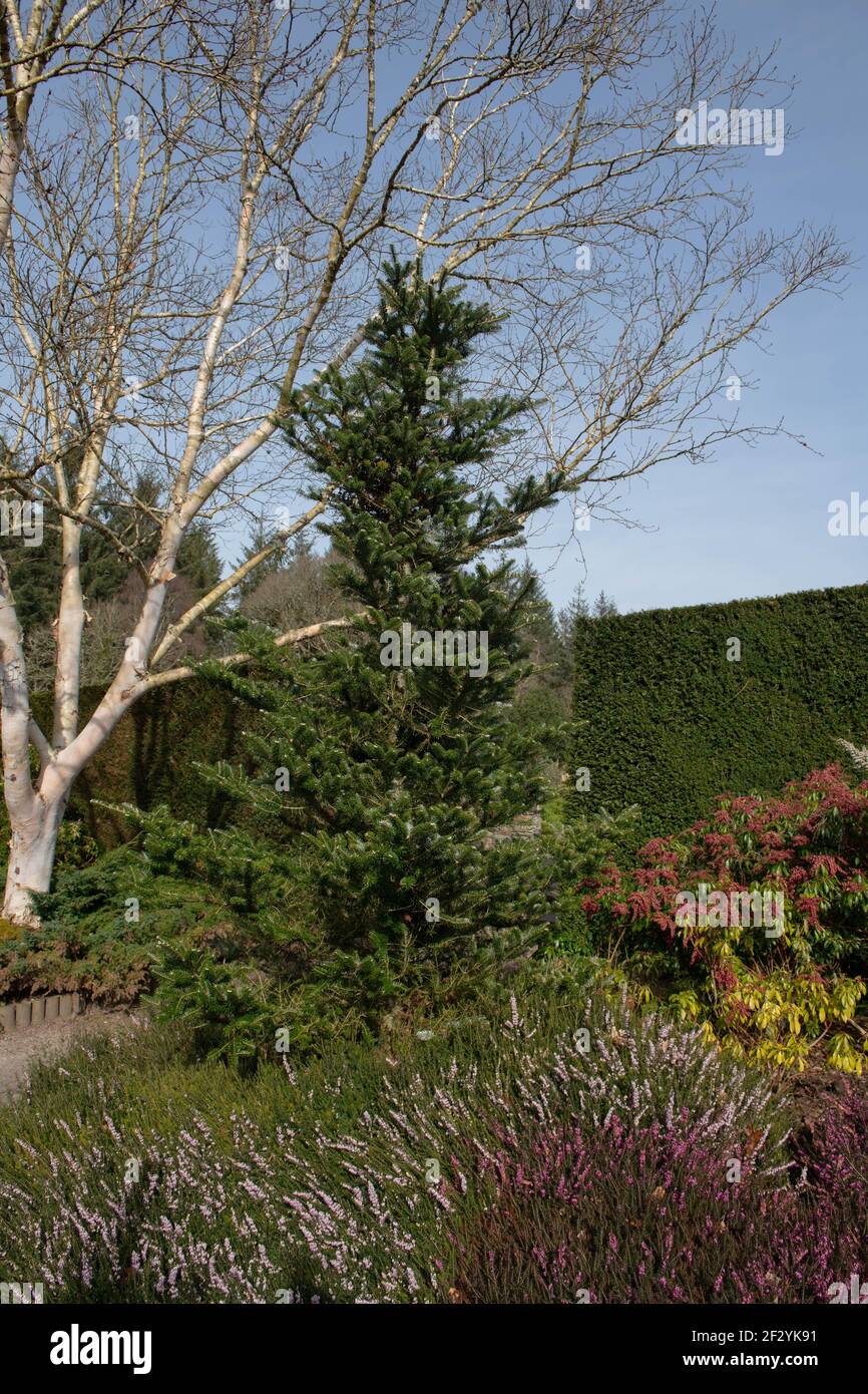 Feuillage vert luxuriant d'un sapin coréen conifères d'Evergreen (Abies Koreana) en pleine croissance dans un jardin d'hiver entouré par Heather dans le Devon rural, en Angleterre Banque D'Images