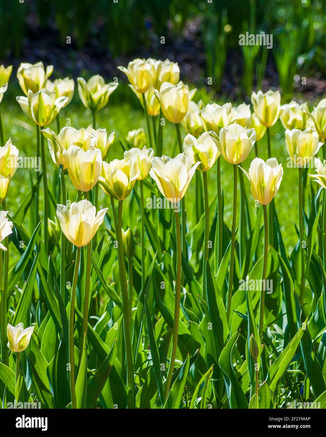 Tulipa 'Spring Green' (Viridiflora Tulip) - fleurs blanc ivoire avec plumes vert doux. Jardin botanique de la Nouvelle-Angleterre à Tower Hill, Boylston, ma, États-Unis Banque D'Images