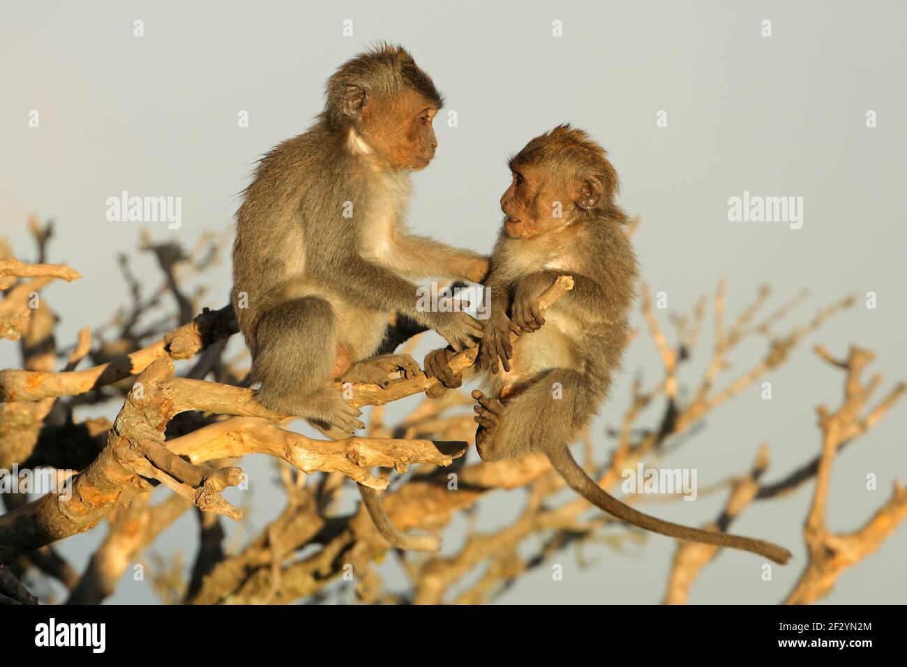 Petits singes balinais à queue longue (Macaca fascicularis) jouant dans un arbre, Ubud, Bali, Indonésie Banque D'Images