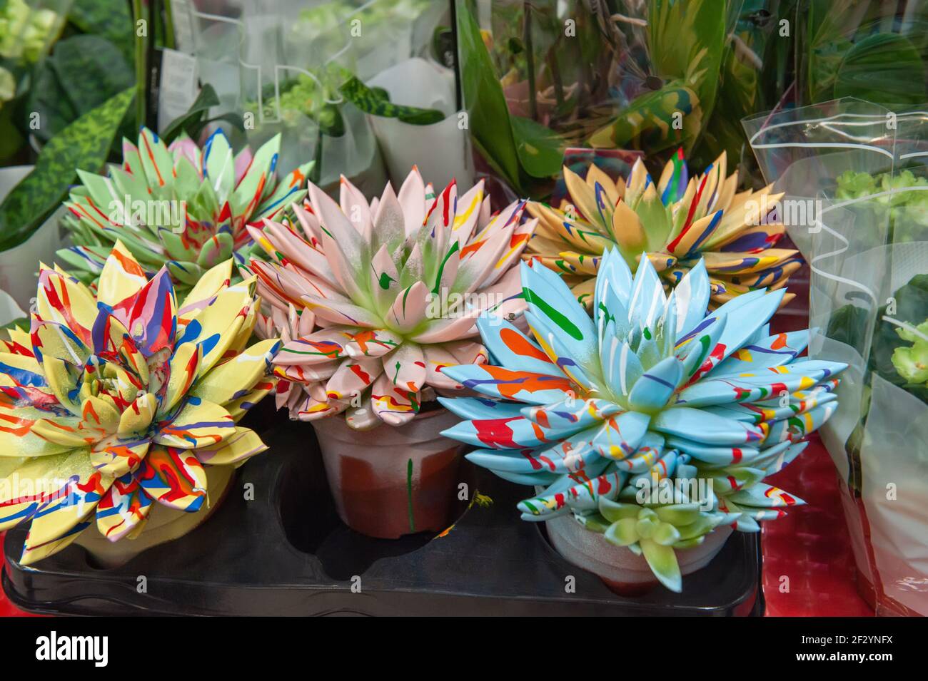 Gros plan des fleurs d'echeverria peintes avec de la peinture pour donner de la luminosité et de l'originalité. Les fleurs sont préparées et mises en vente dans la fenêtre d'un Banque D'Images