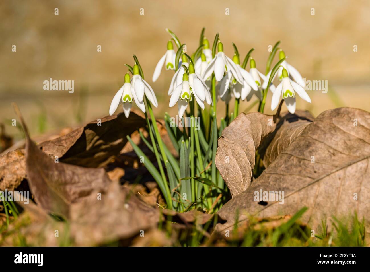 Gros plan d'un tas de gouttes de neige (Galanthus nivalis). Banque D'Images