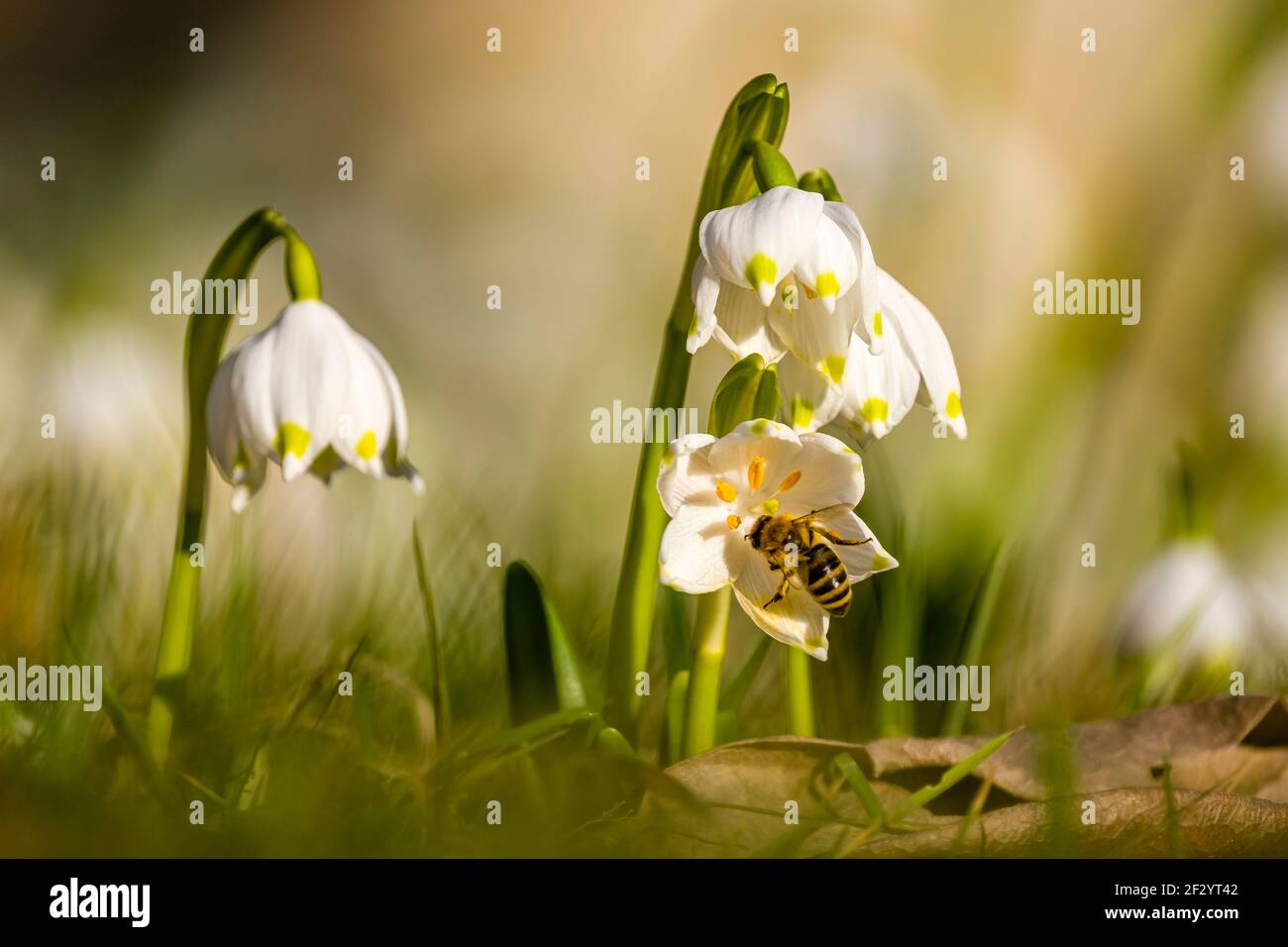 Gros plan de quelques flocons de neige (Leucojum vernum), qui poussent dans un pré avec d'autres, visités par une abeille (APIs mellifera). Banque D'Images