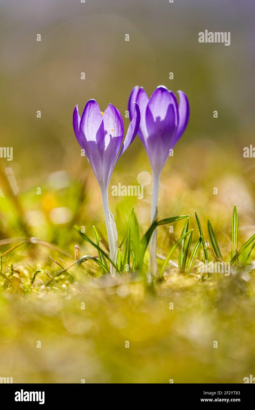 Gros plan de deux crocuses sauvages pourpres (Crocus tommasiniánus), poussant dans un pré avec d'autres. Banque D'Images