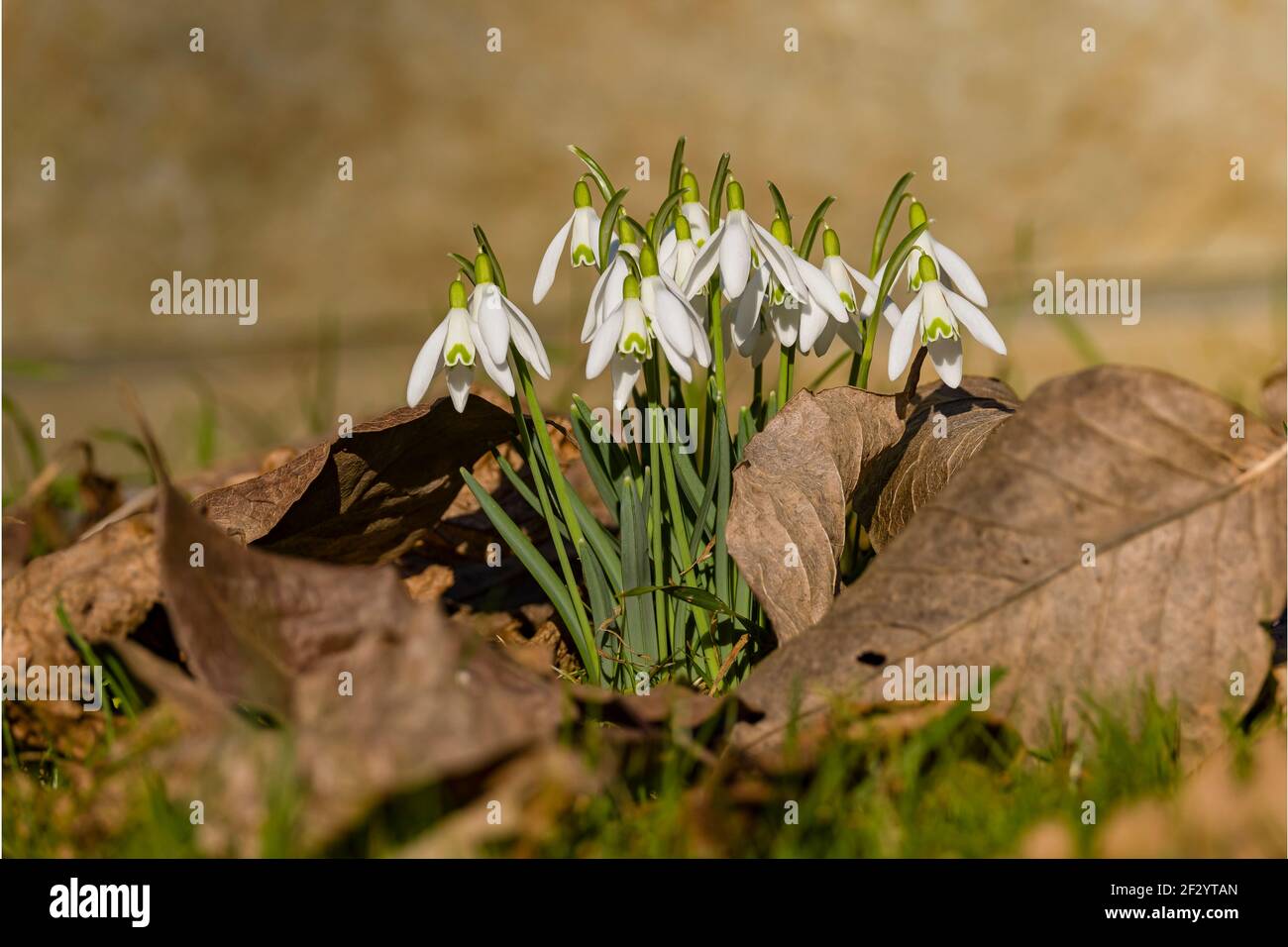Gros plan d'un tas de gouttes de neige (Galanthus nivalis). Banque D'Images