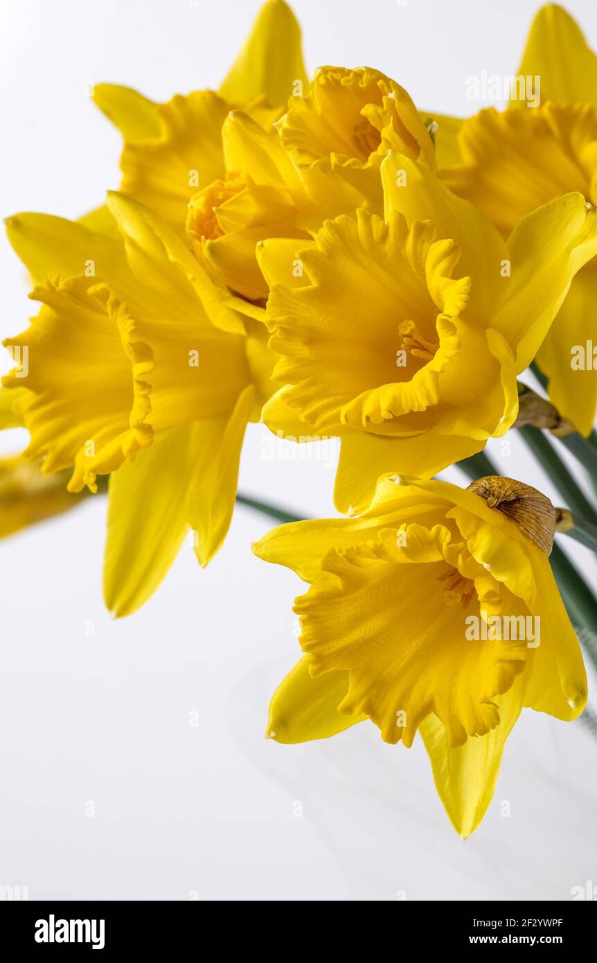 Trompette jaune Narcisse,daffodil,(Narcisse pseudo-narciss ),fleur en forme  de cloche,macro,feuilles longues,plante ornementale,fond de sol Photo Stock  - Alamy
