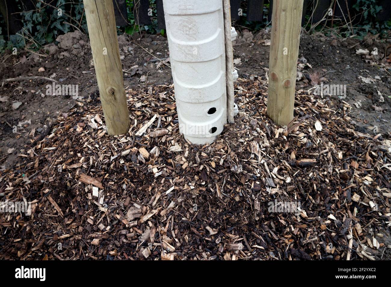 Copeaux de bois autour de la base d'un arbre nouvellement planté, Warwickshire, Royaume-Uni Banque D'Images